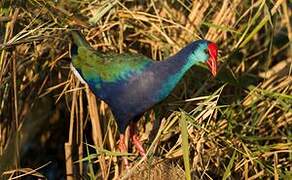 African Swamphen