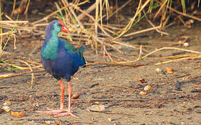 African Swamphen