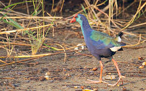 African Swamphen