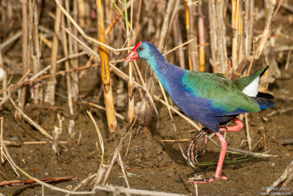 African Swamphen