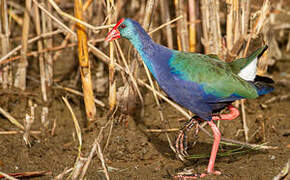 African Swamphen