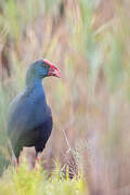 Western Swamphen