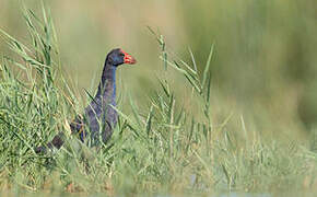 Western Swamphen