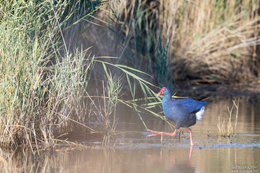 Western Swamphen