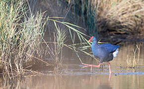 Western Swamphen