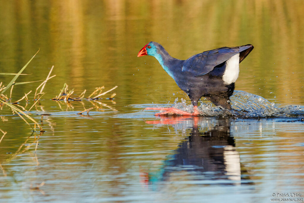 Western Swamphen