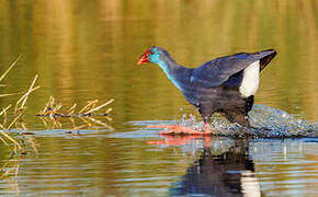 Western Swamphen