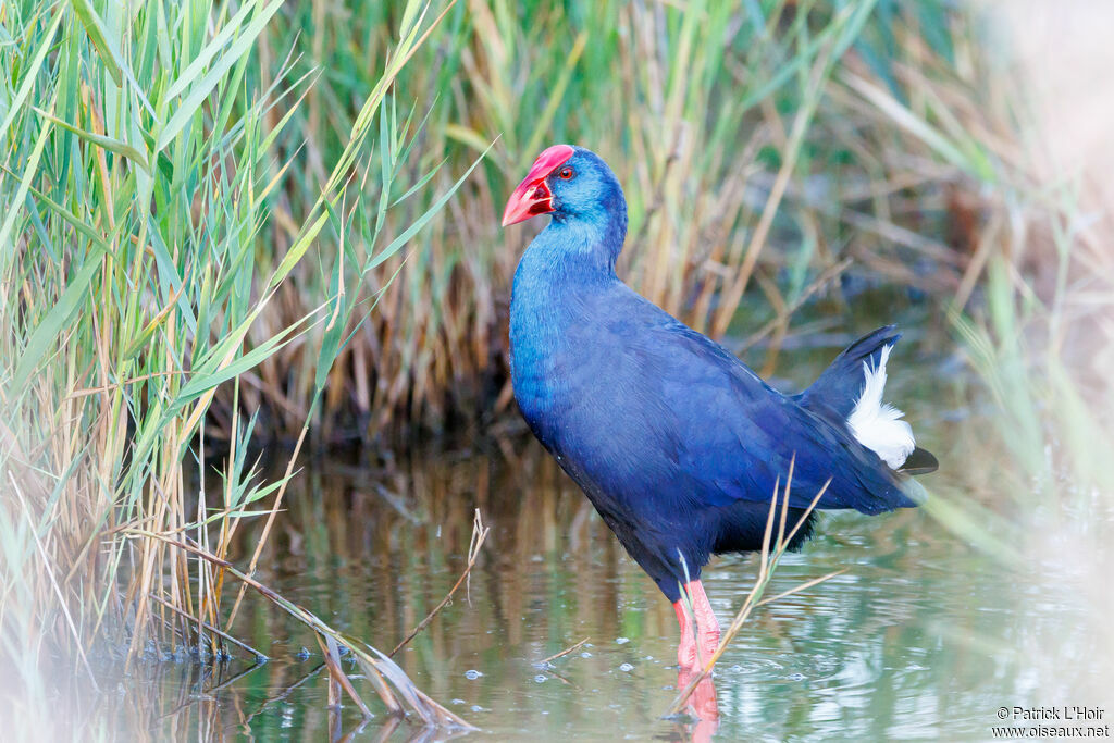 Western Swamphen