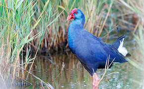 Western Swamphen