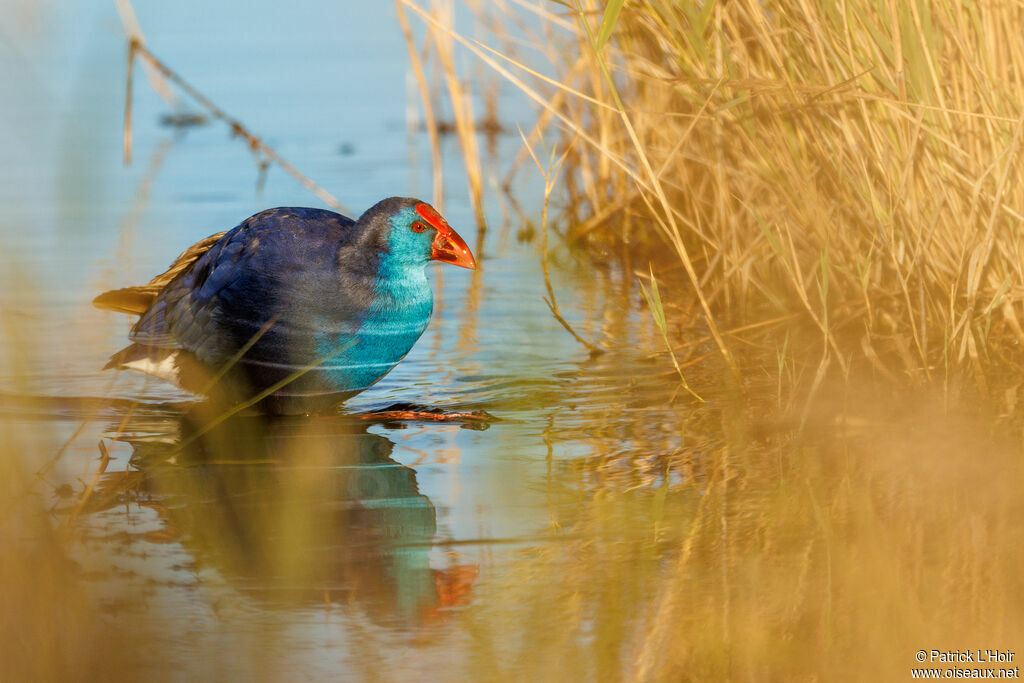 Western Swamphen