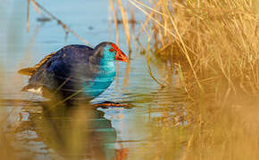 Western Swamphen