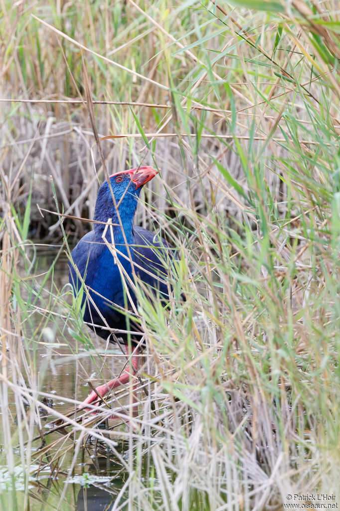 Western Swamphen