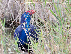 Western Swamphen