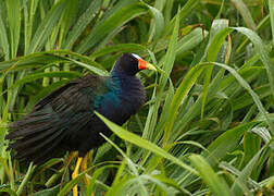 Purple Gallinule