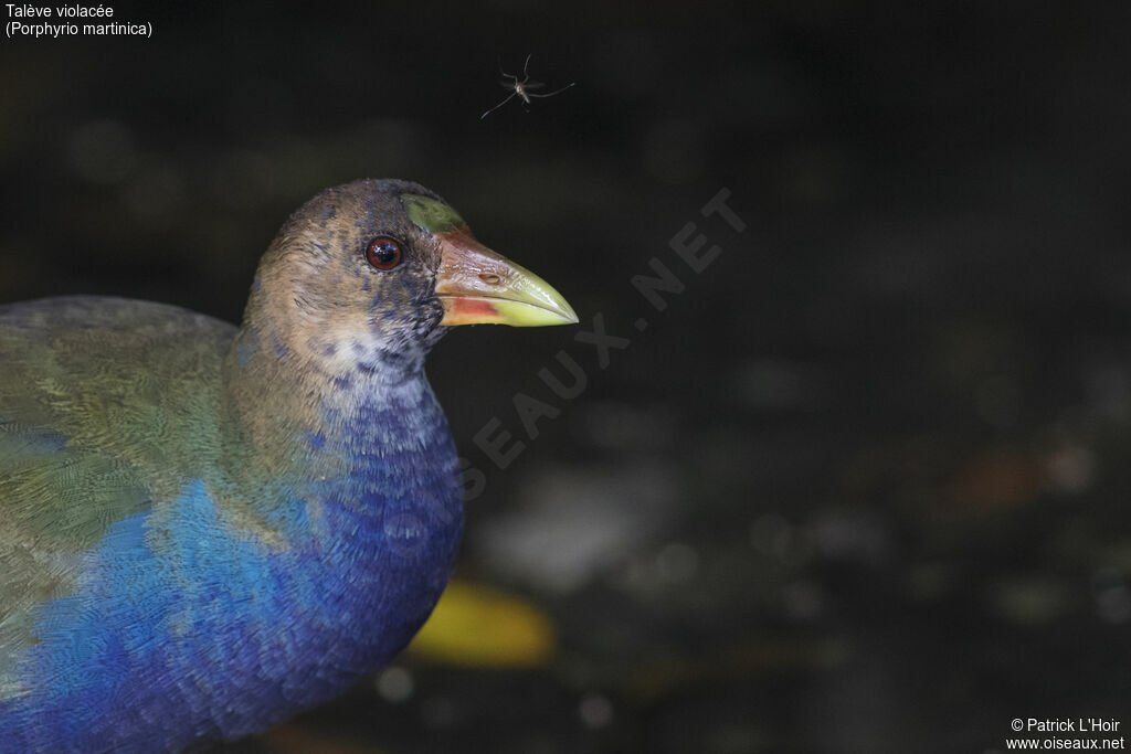 Purple Gallinule