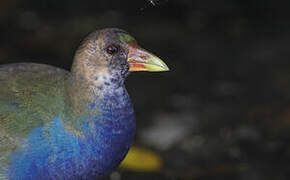 Purple Gallinule