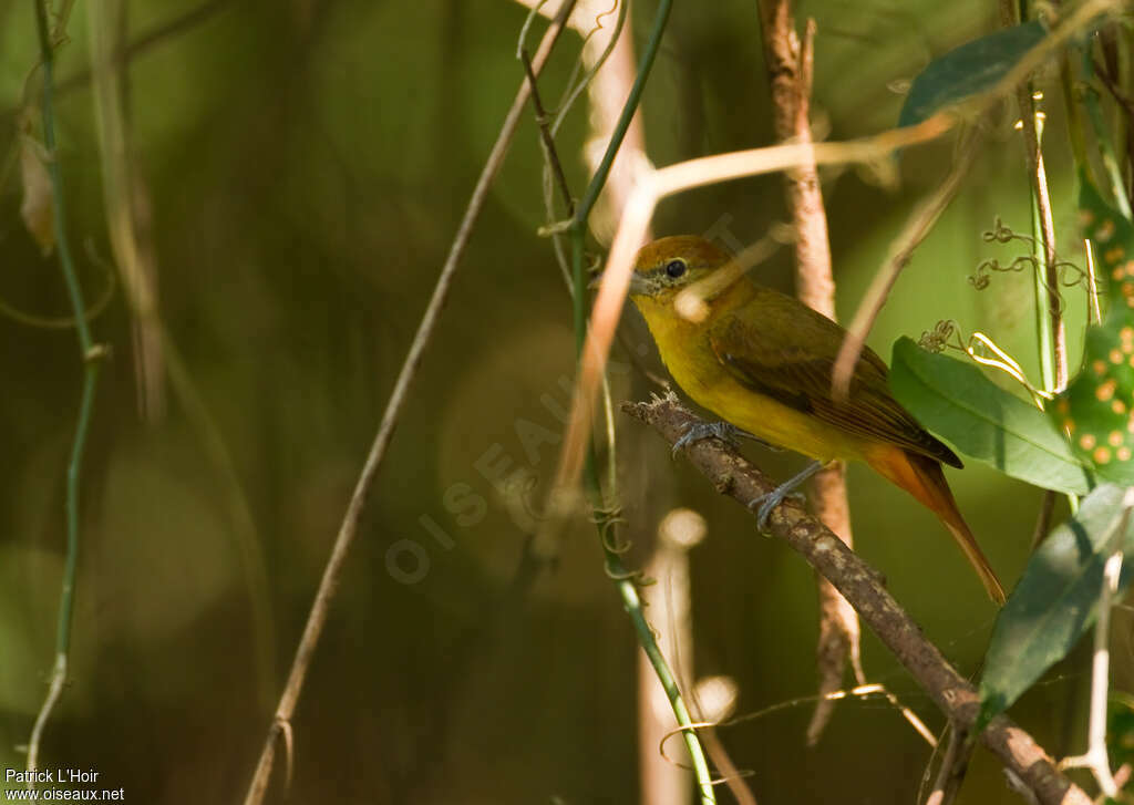 Red-crowned Ant Tanager