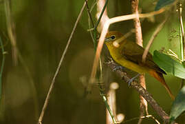 Red-crowned Ant Tanager