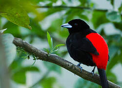 Scarlet-rumped Tanager