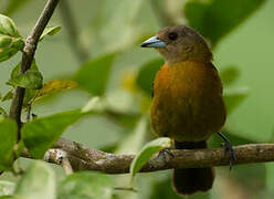 Scarlet-rumped Tanager