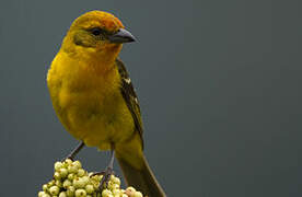 Flame-colored Tanager