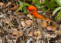 Flame-colored Tanager