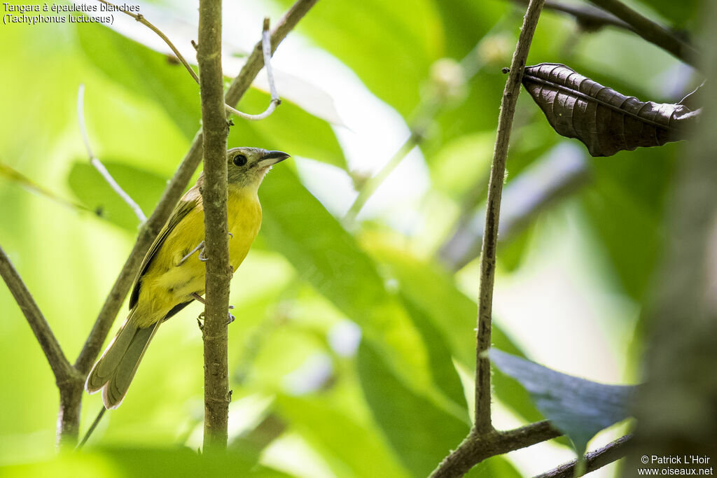 White-shouldered Tanager female adult