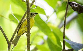 White-shouldered Tanager