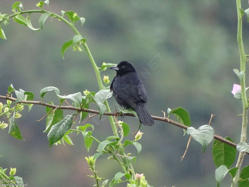 White-lined Tanager male adult, habitat, pigmentation