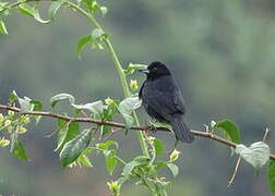 White-lined Tanager