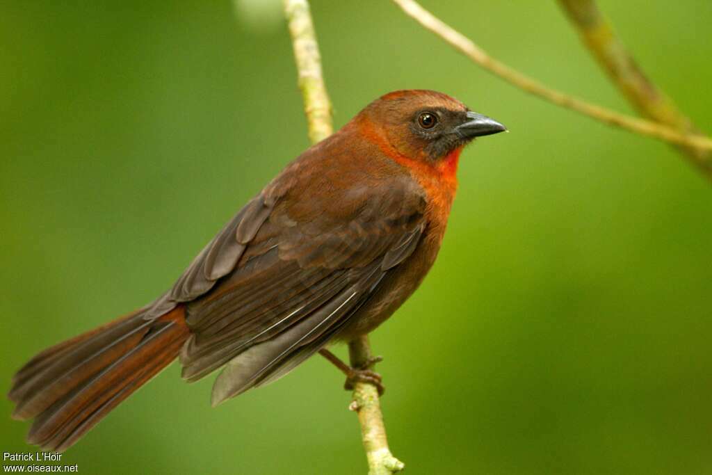 Red-throated Ant Tanager male adult, identification