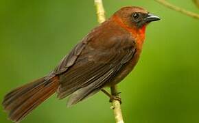 Red-throated Ant Tanager