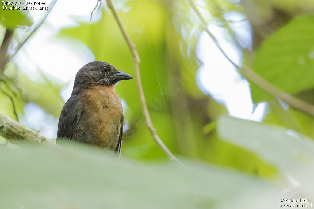 Black-cheeked Ant Tanager