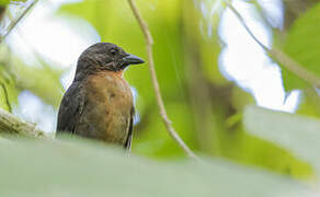 Black-cheeked Ant Tanager