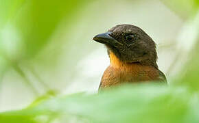 Black-cheeked Ant Tanager