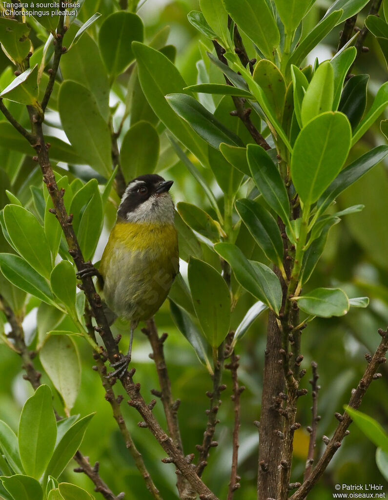 Sooty-capped Bush Tanageradult, feeding habits