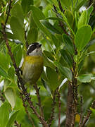 Sooty-capped Bush Tanager