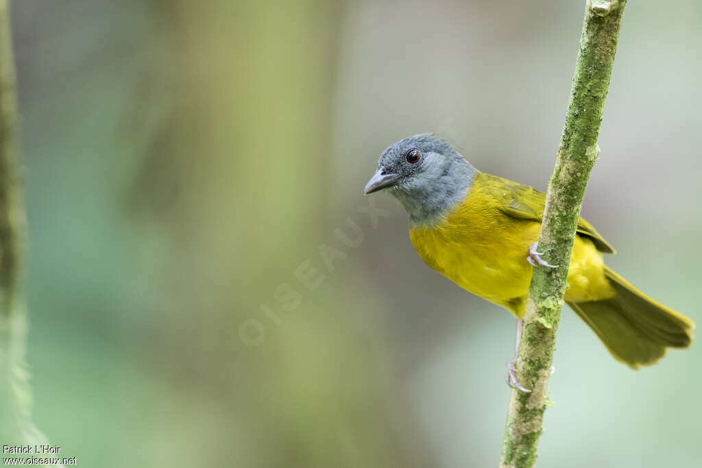 Grey-headed Tanageradult, identification