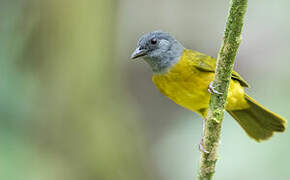 Grey-headed Tanager