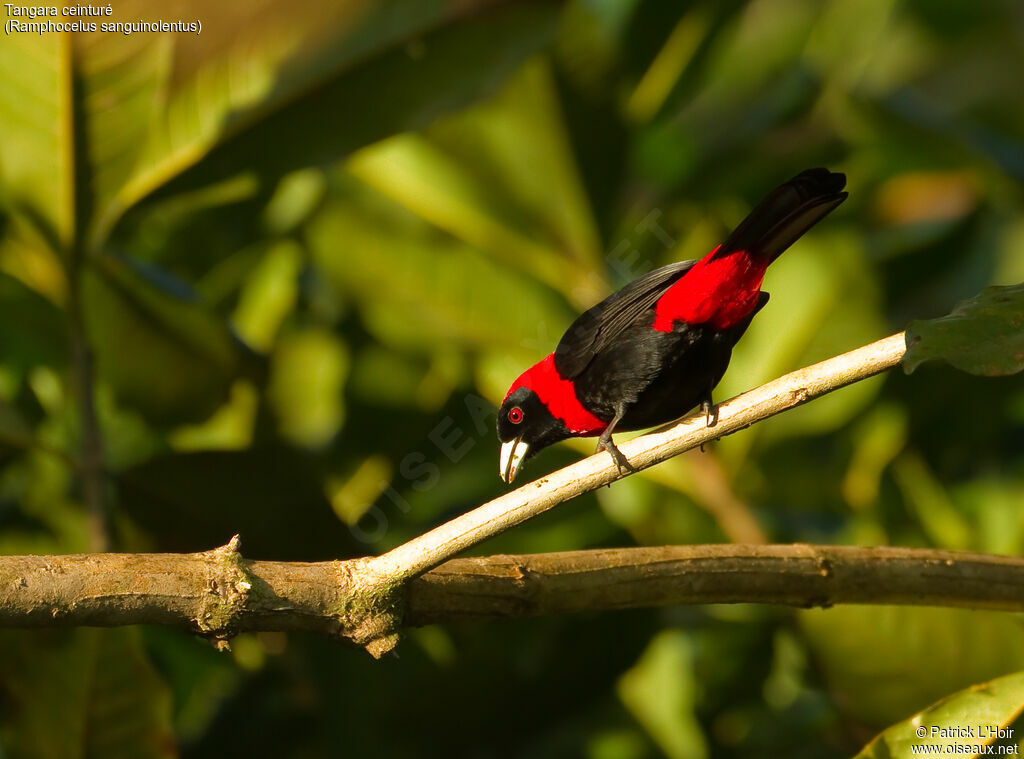 Crimson-collared Tanager male adult