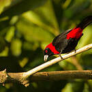 Tangara ceinturé