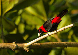 Crimson-collared Tanager