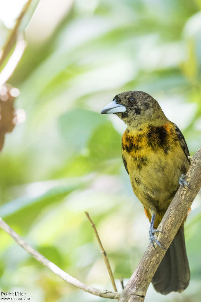 Tangara de Cherrie mâle immature, identification