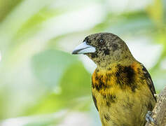 Scarlet-rumped Tanager (costaricensis)