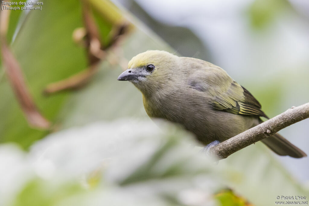 Palm Tanager