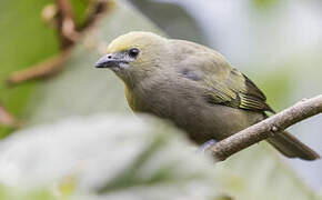 Palm Tanager