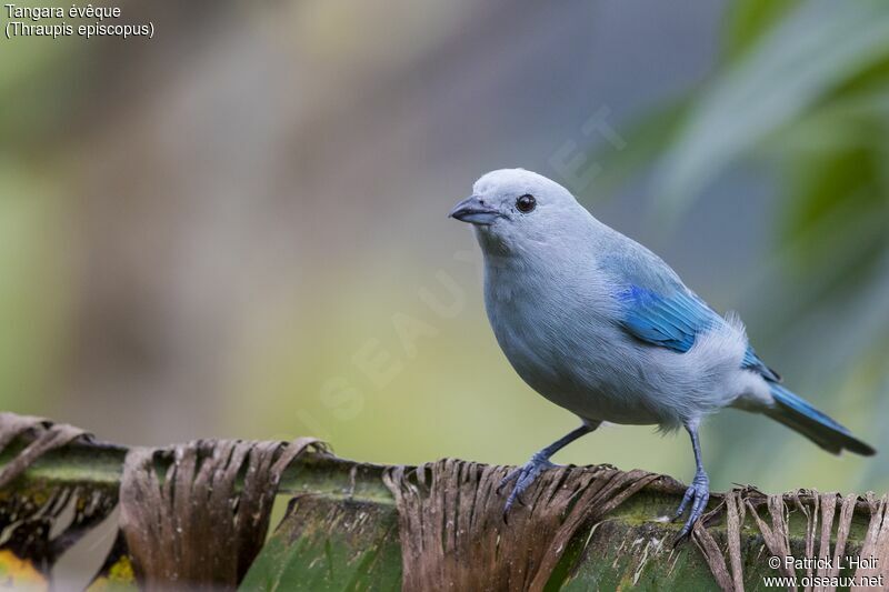 Blue-grey Tanager female adult