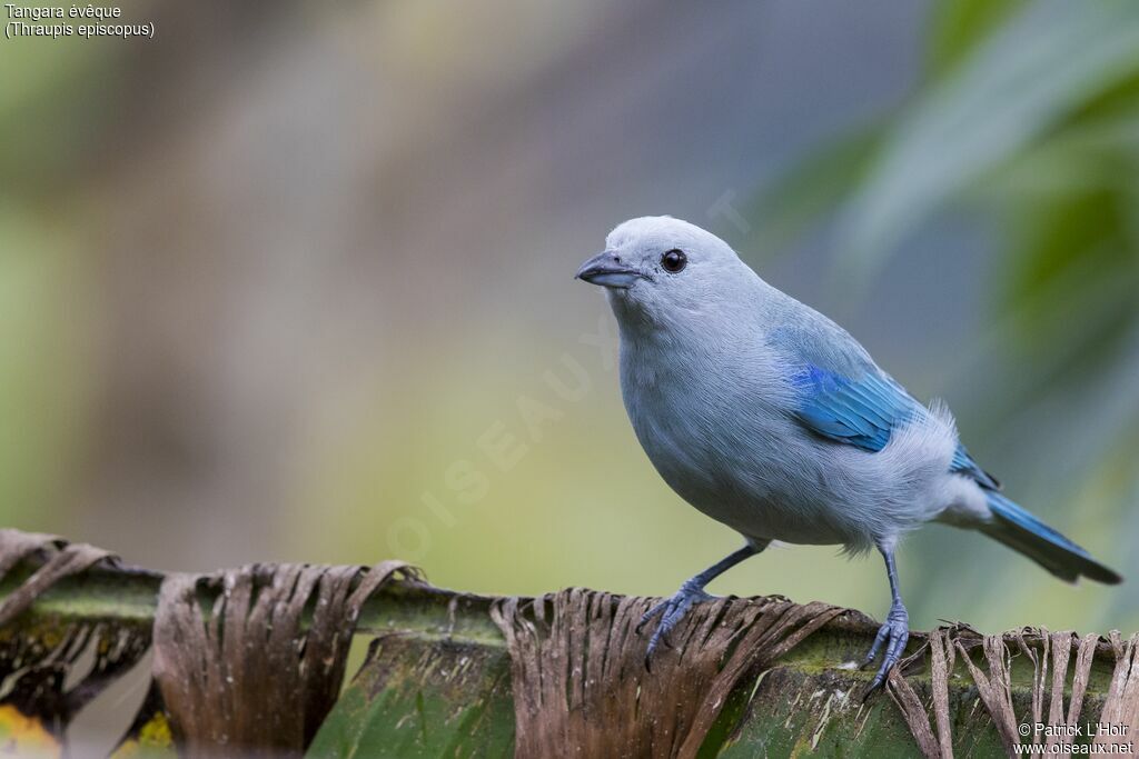 Blue-grey Tanager female adult