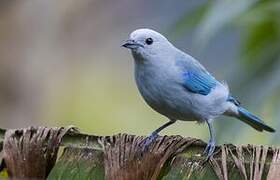 Blue-grey Tanager