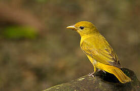 Summer Tanager